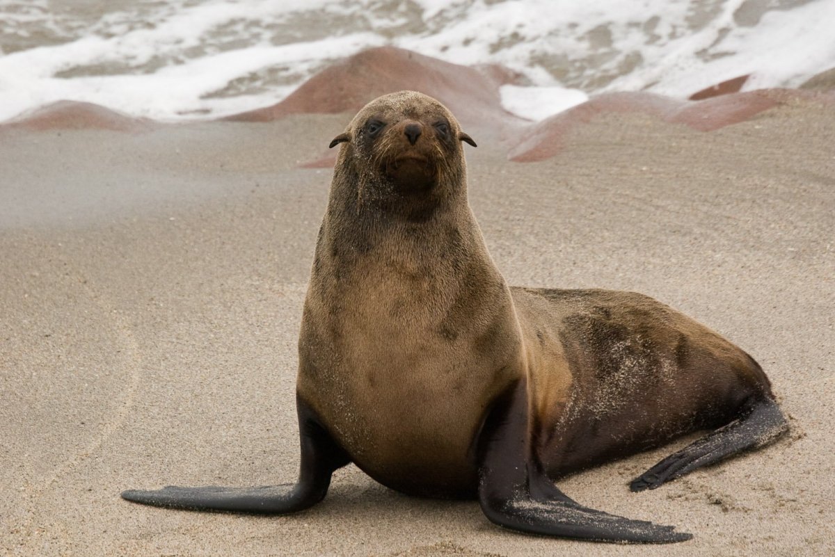 Морские млекопитающие ластоногие