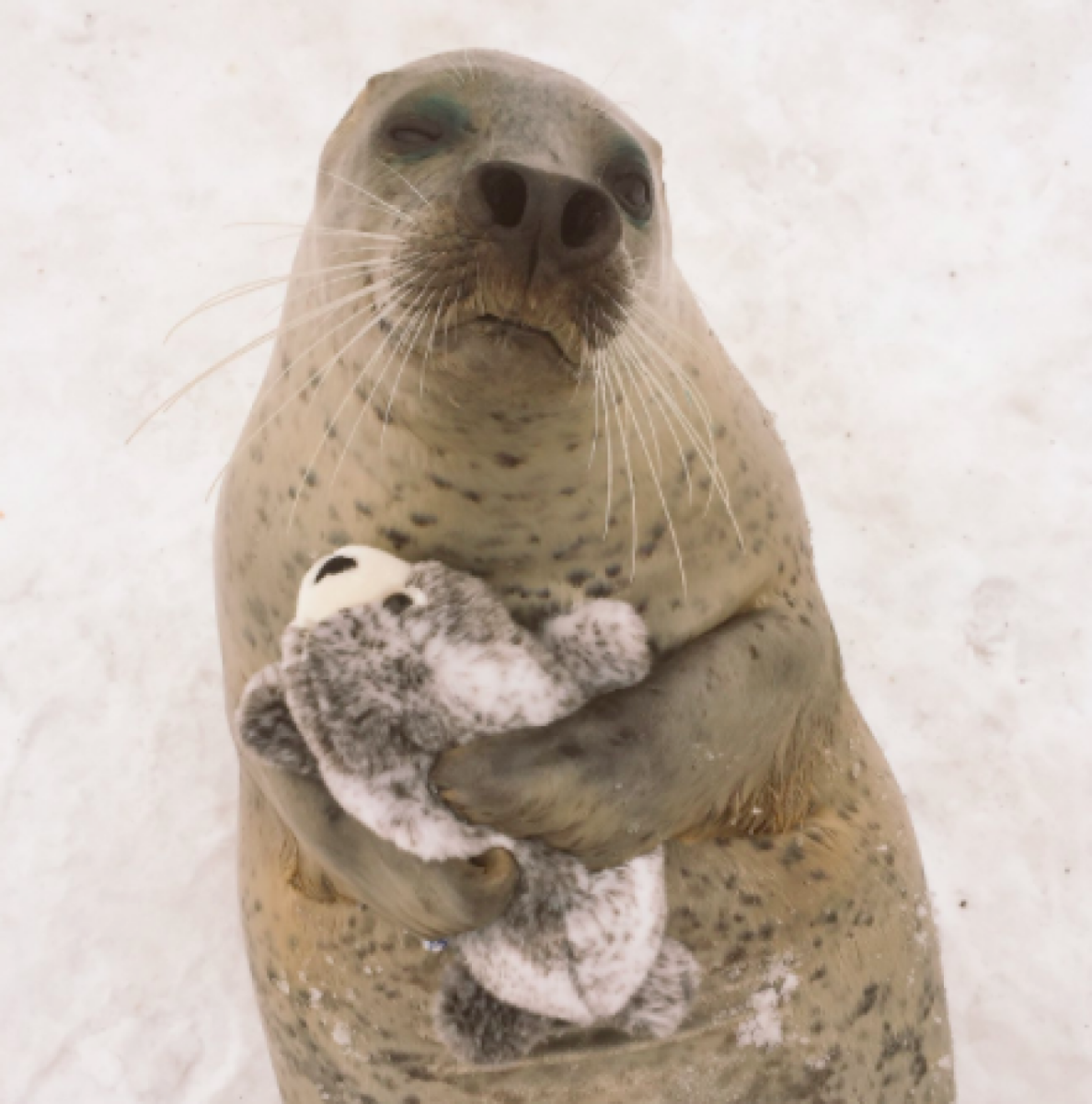 Ручной тюлень