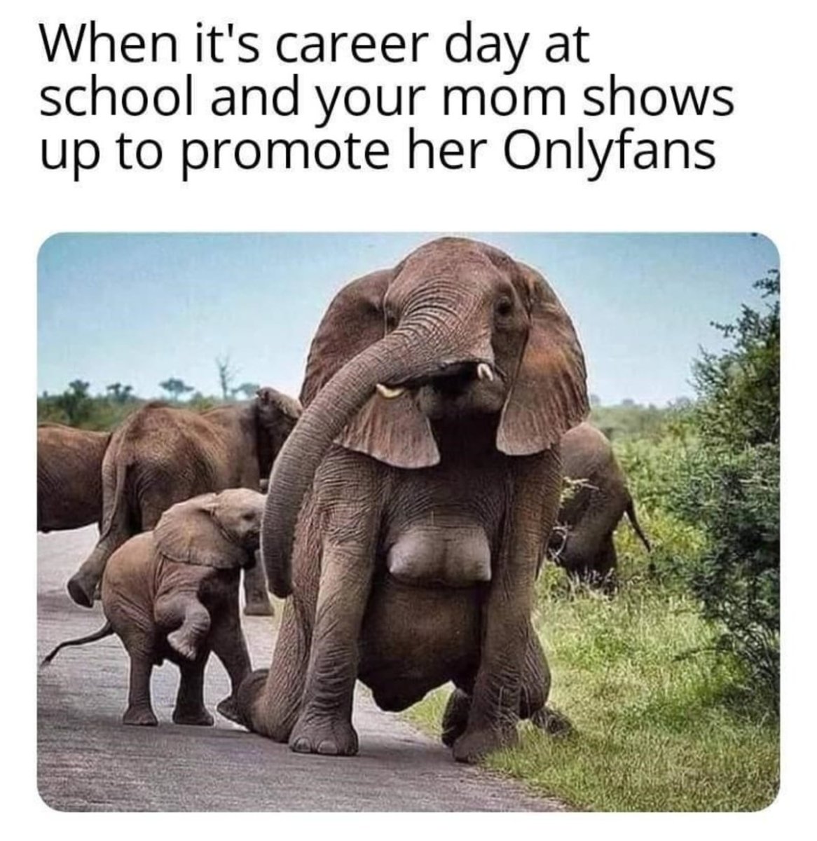 Грудь слона