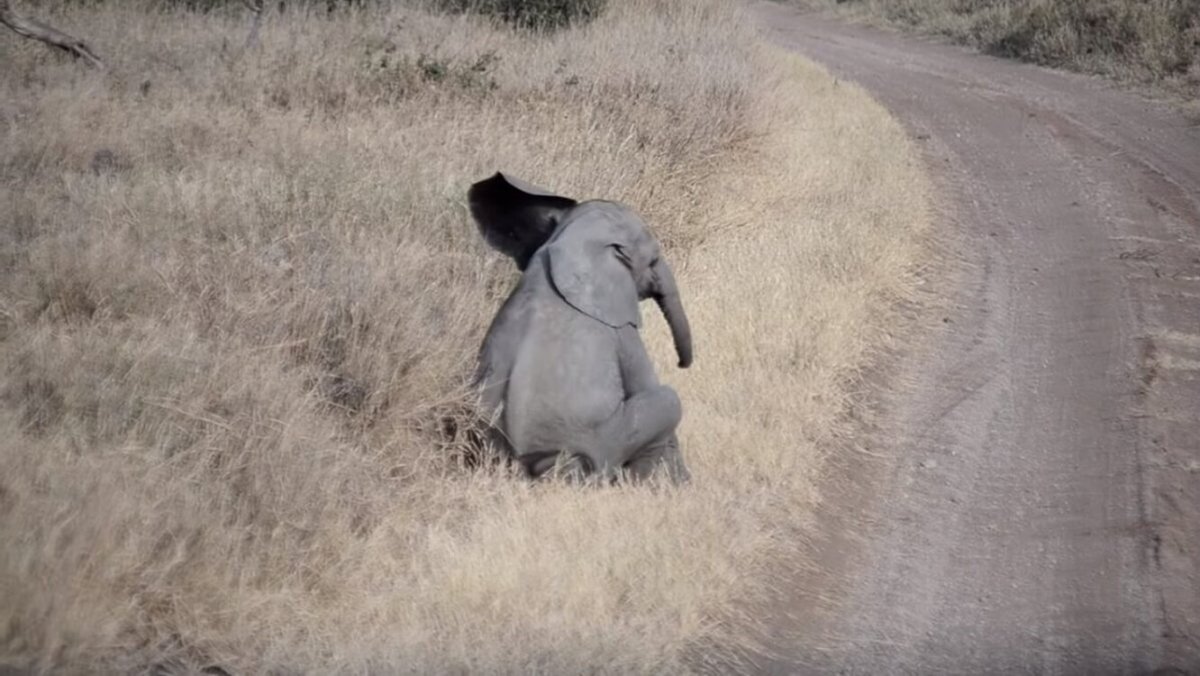 Печальный слон