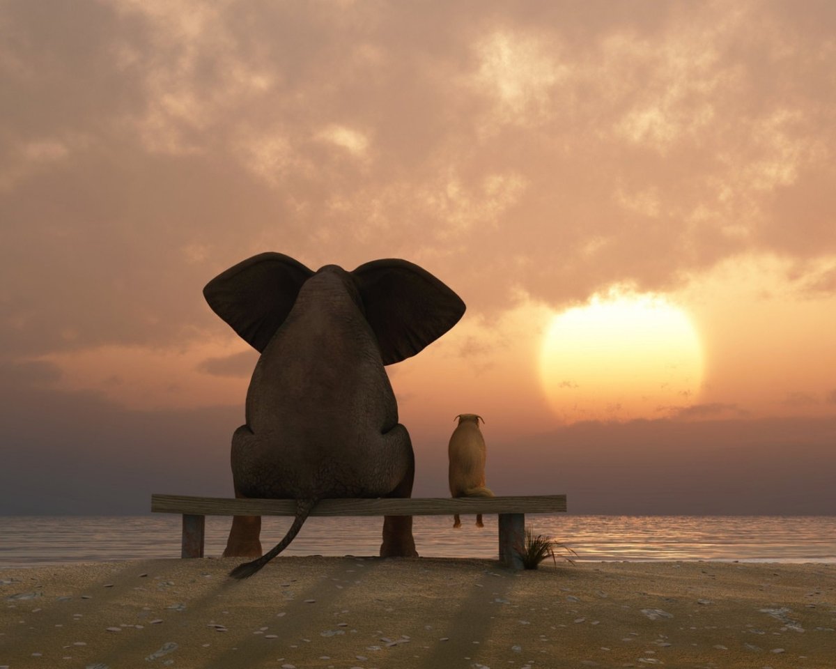 Слон на скамейке