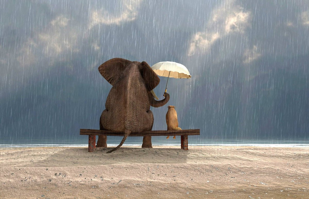 Слон сидит на лавочке