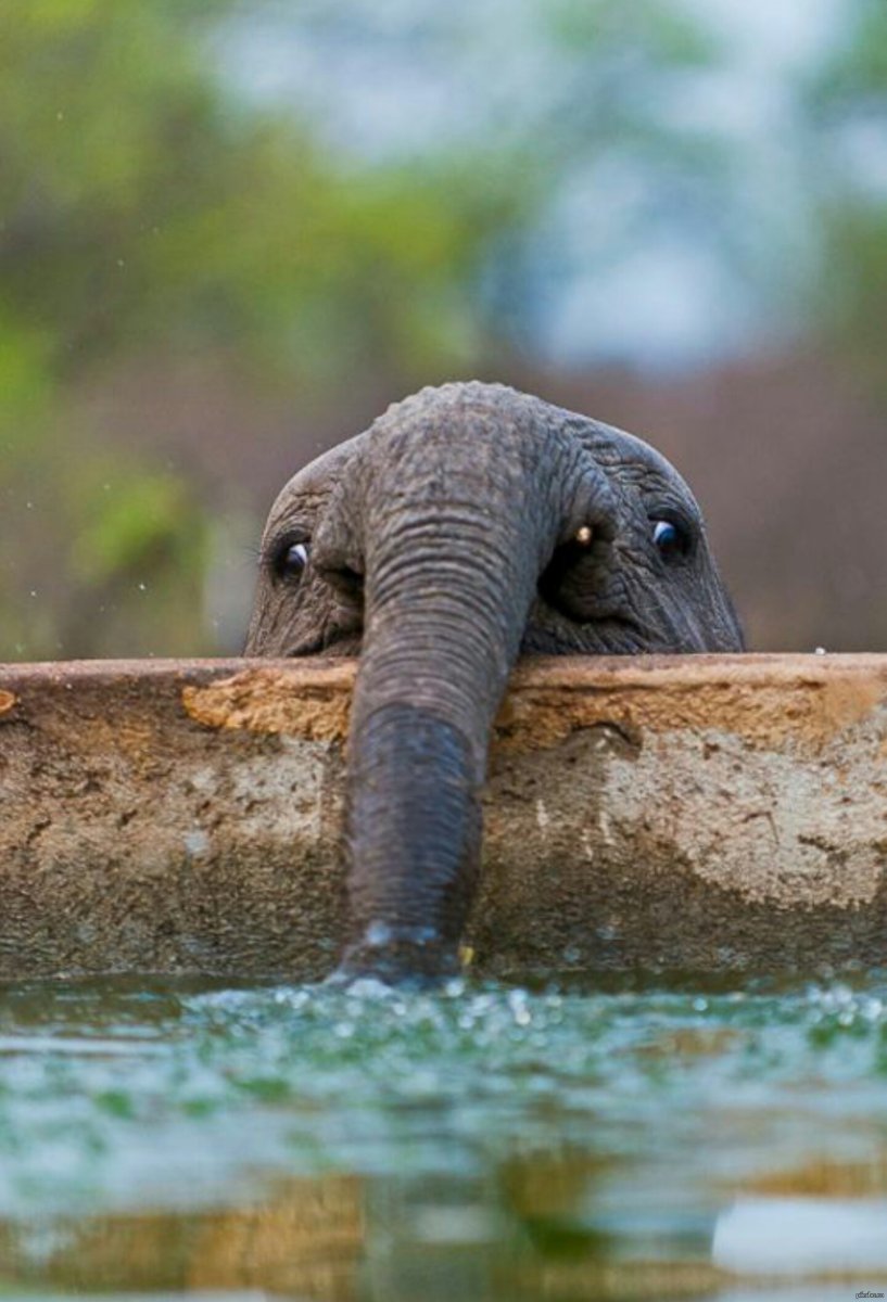 Забавный Слоненок