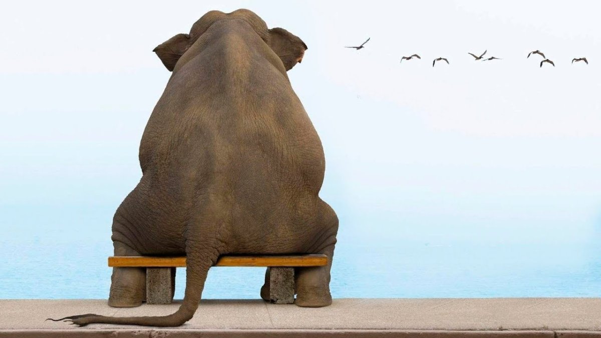 Обиженный слон