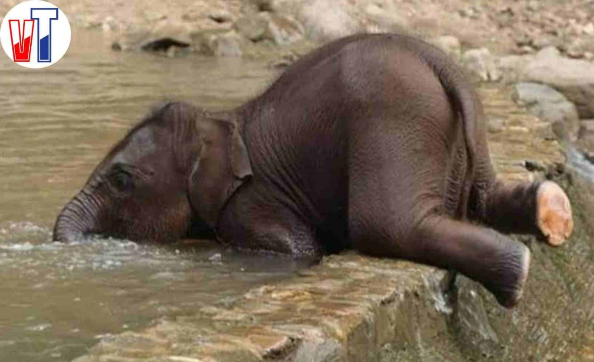 Слоненок купается