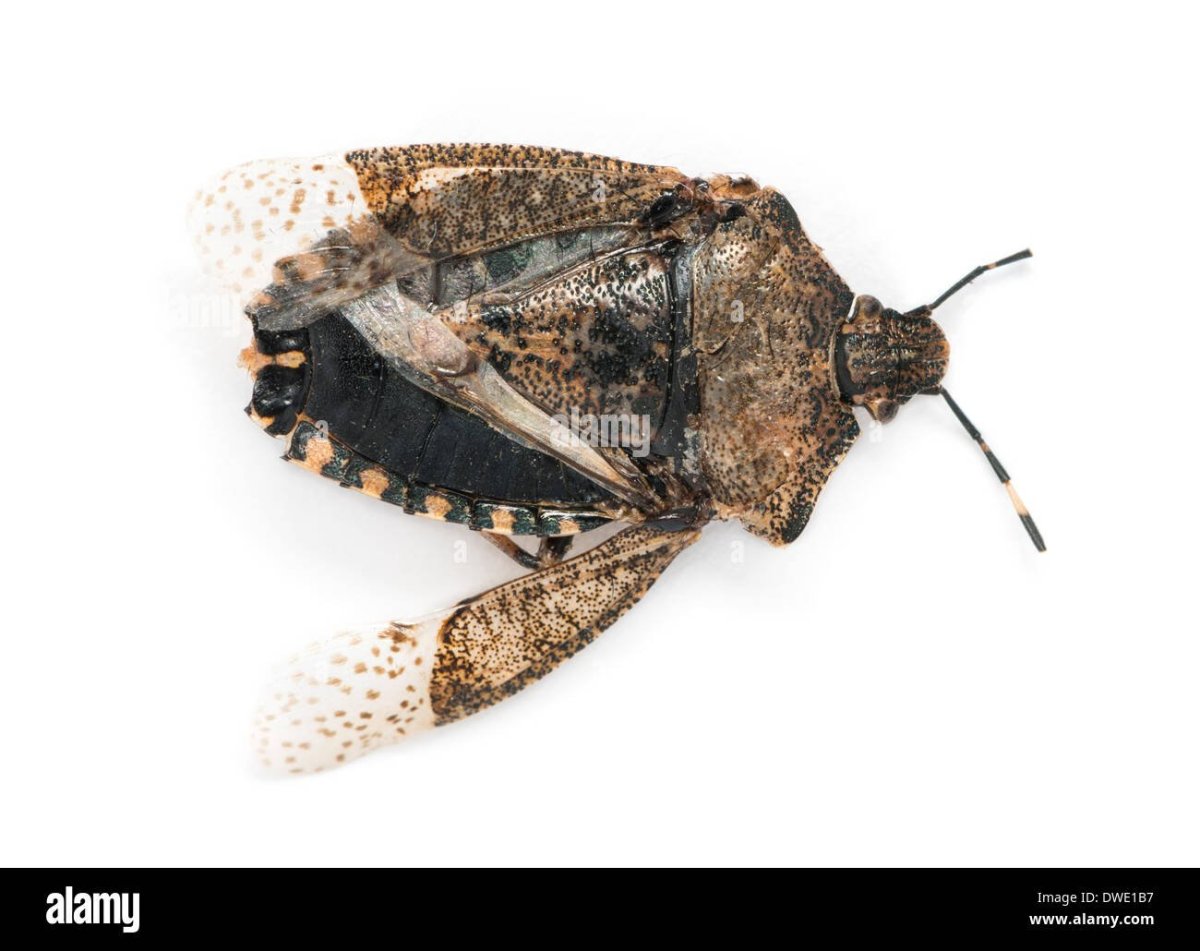 Скелет жука вонючки