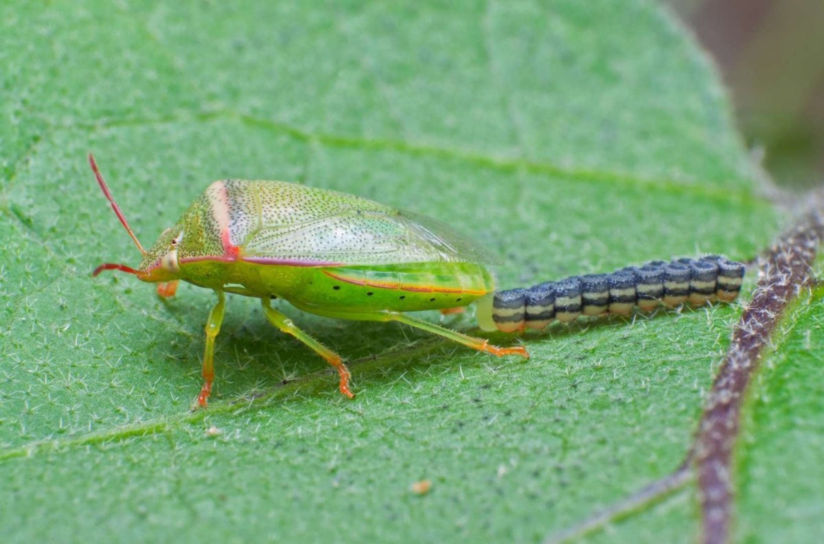 Жук вонючка