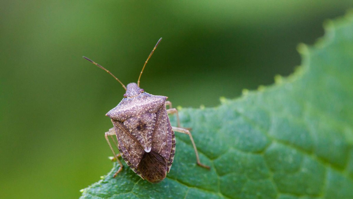 Коричнево-мраморный клоп (Halyomorpha halys)