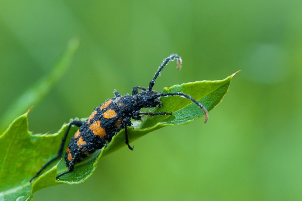 Жук как вонючка только с рисунком