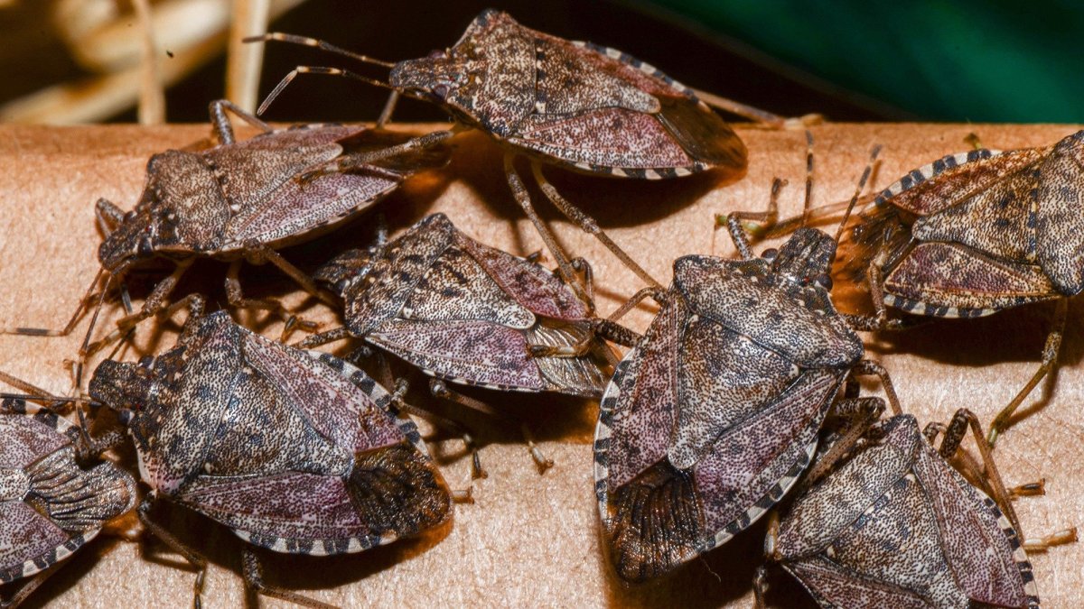 Жук вонючка клоп