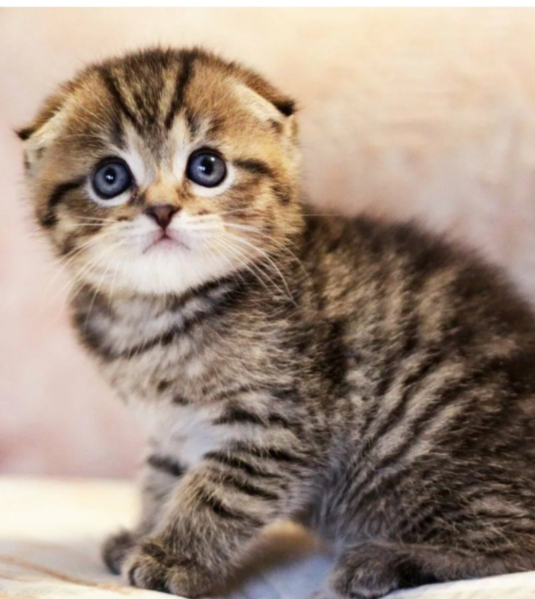 Скоттиш фолд Браун табби