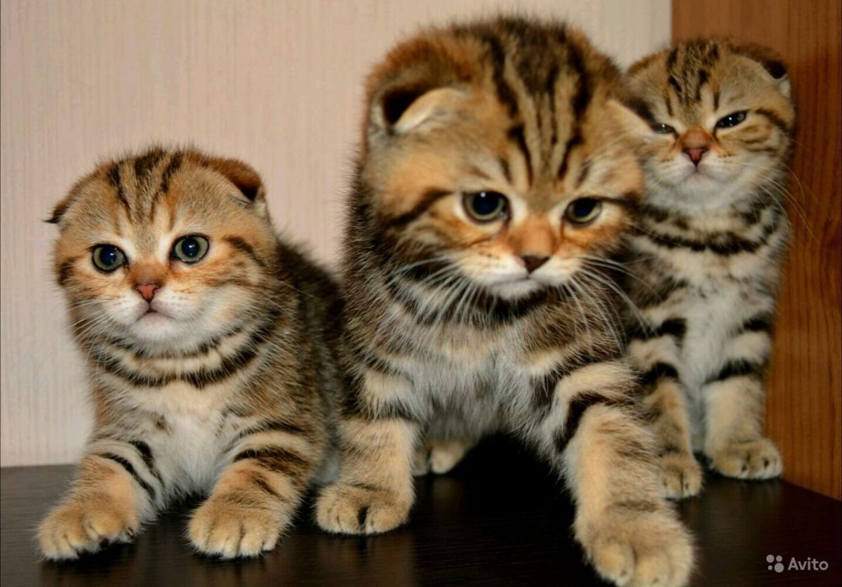 Шотландский вислоухий тигровый котенок