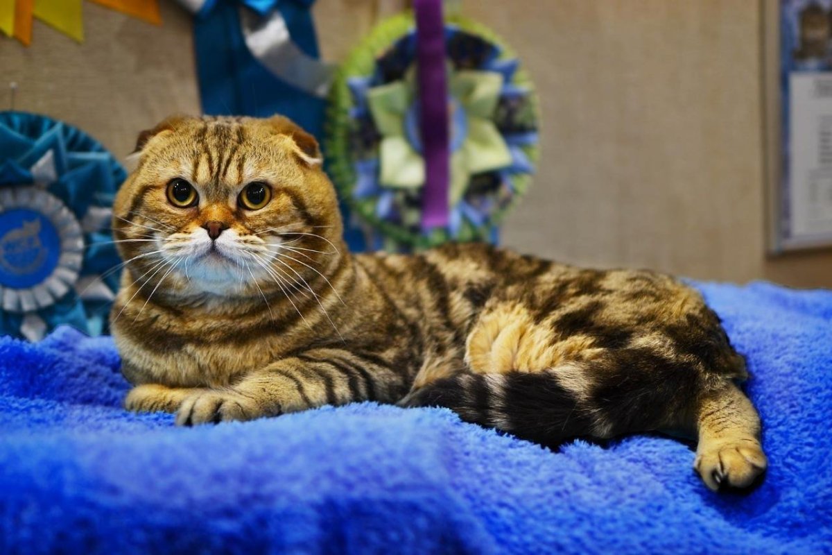 Бенгальская кошка котенок