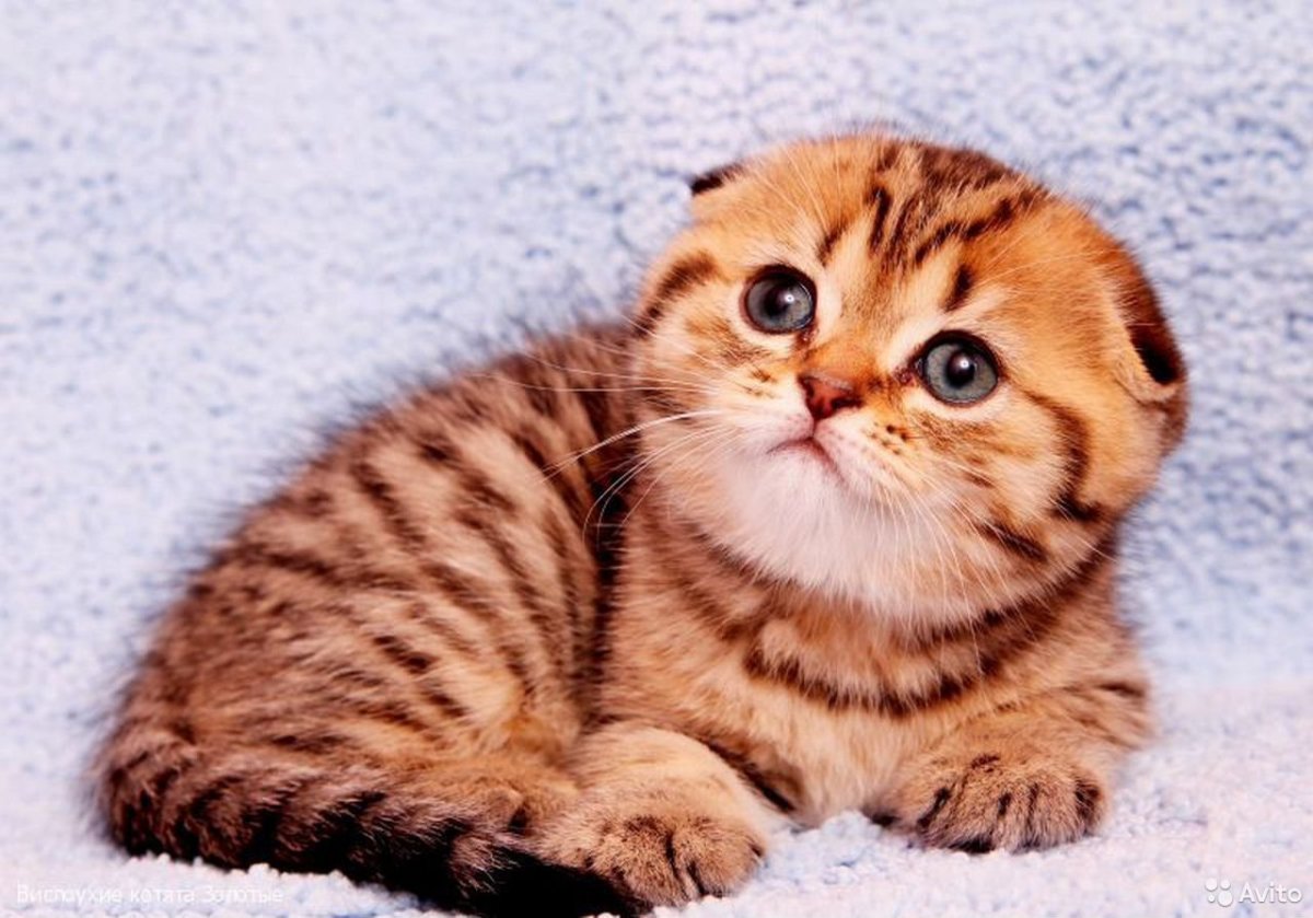 Скоттиш фолд тигровый