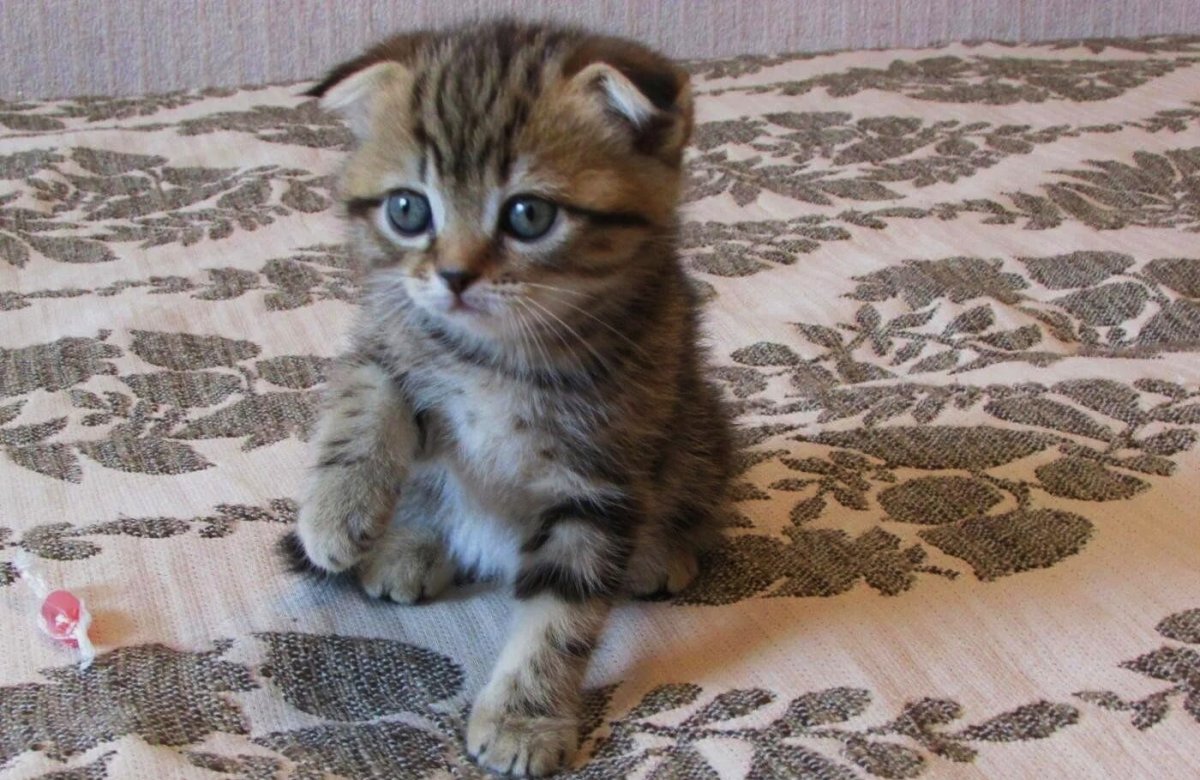 Британец котенок мраморный золотой