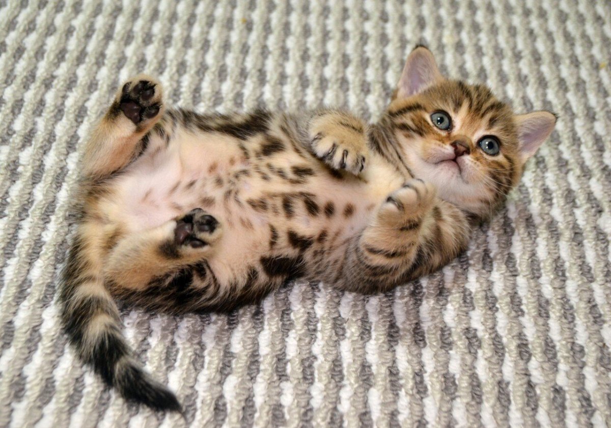 Рисуем кошку