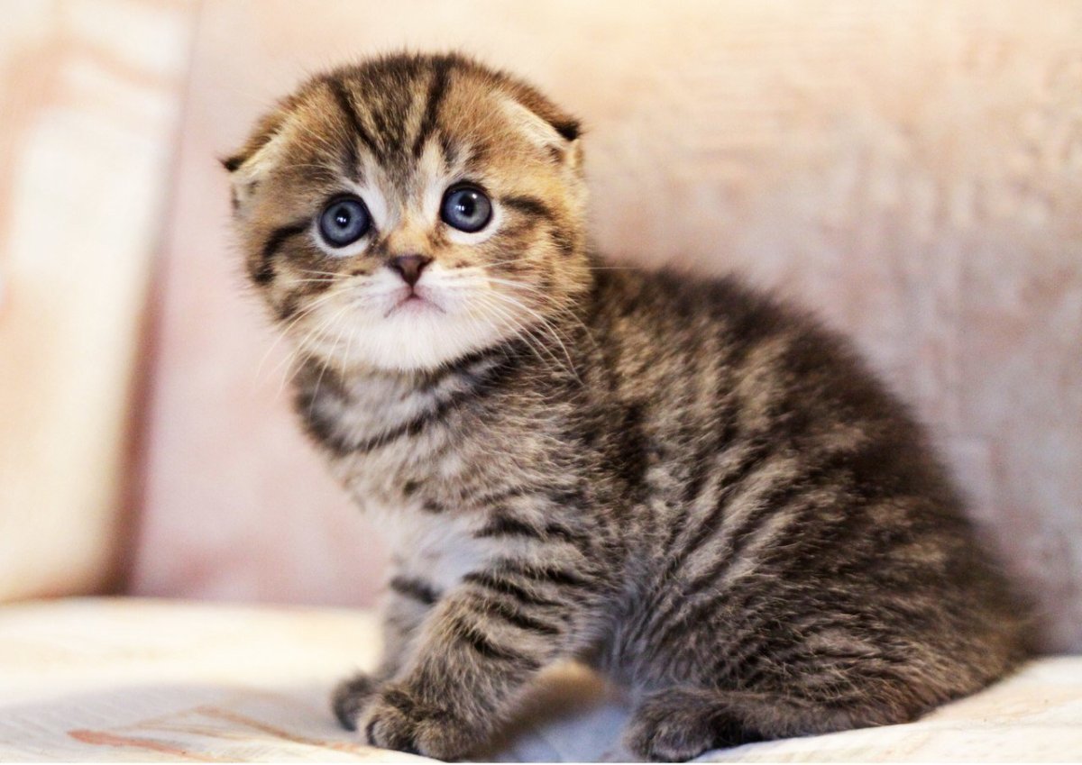 Вислоухая тигровая кошка