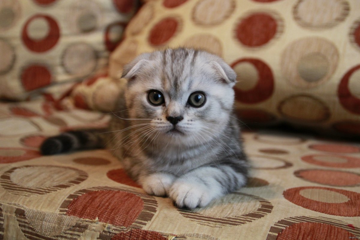 Котенок Оцелот