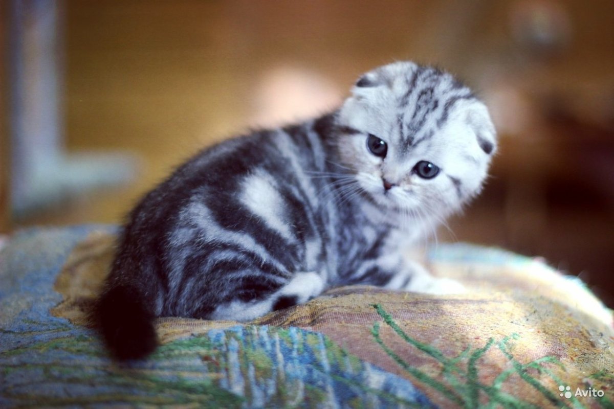 Бенгальский кот тойгер