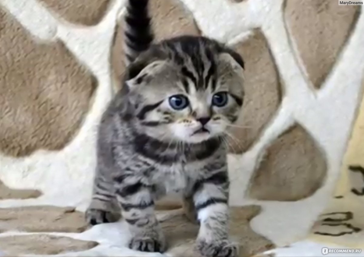 Мраморные котята шотландцы золотые