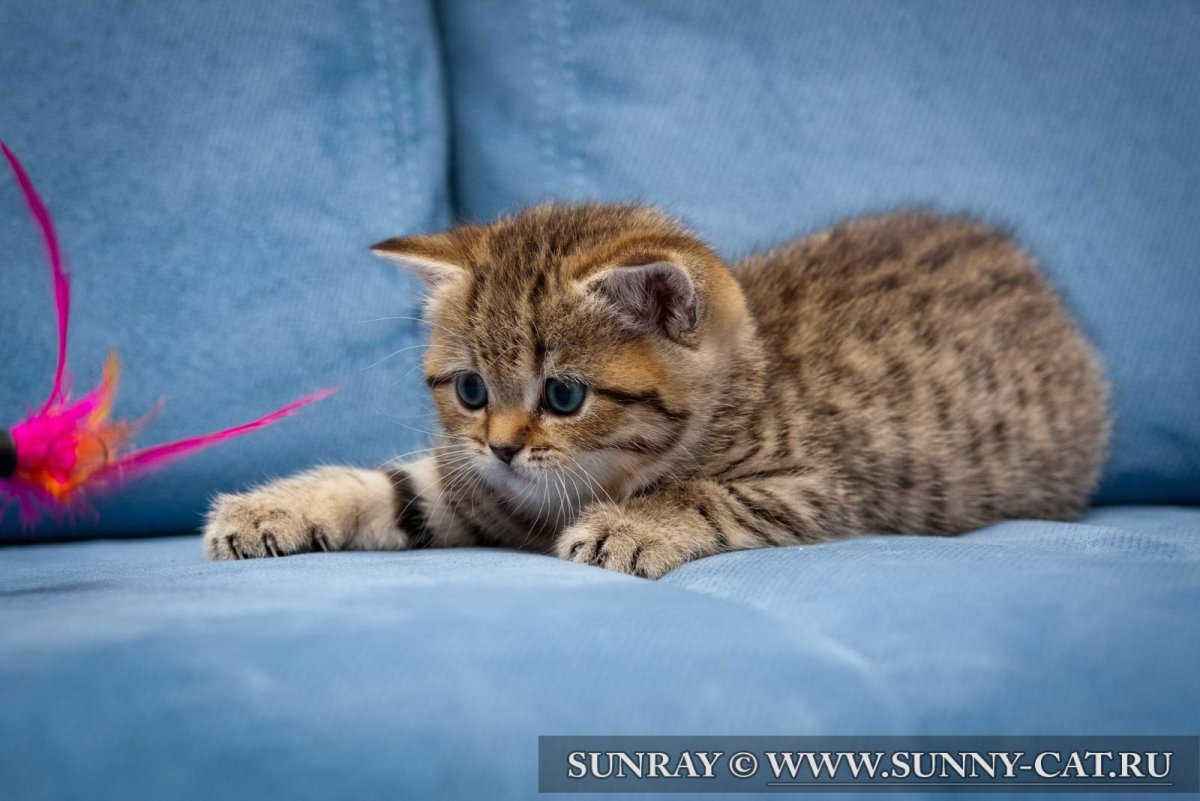 Шотландская вислоухая кошка мраморная