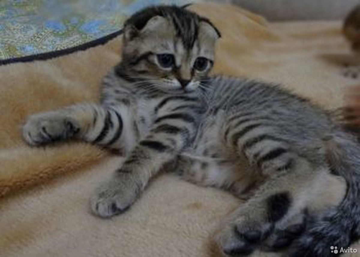 Портрет шотландской вислоухой кошки