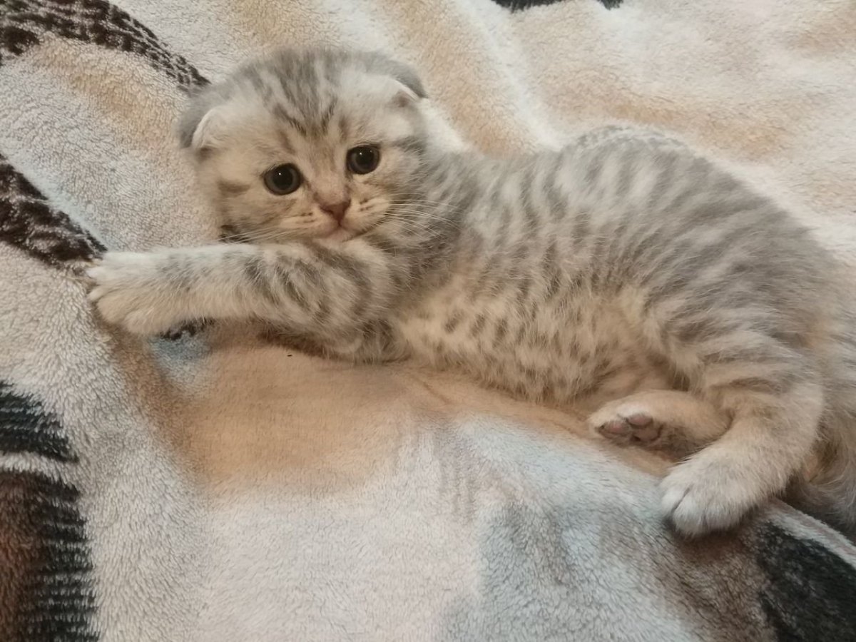 Скоттиш фолд Браун табби