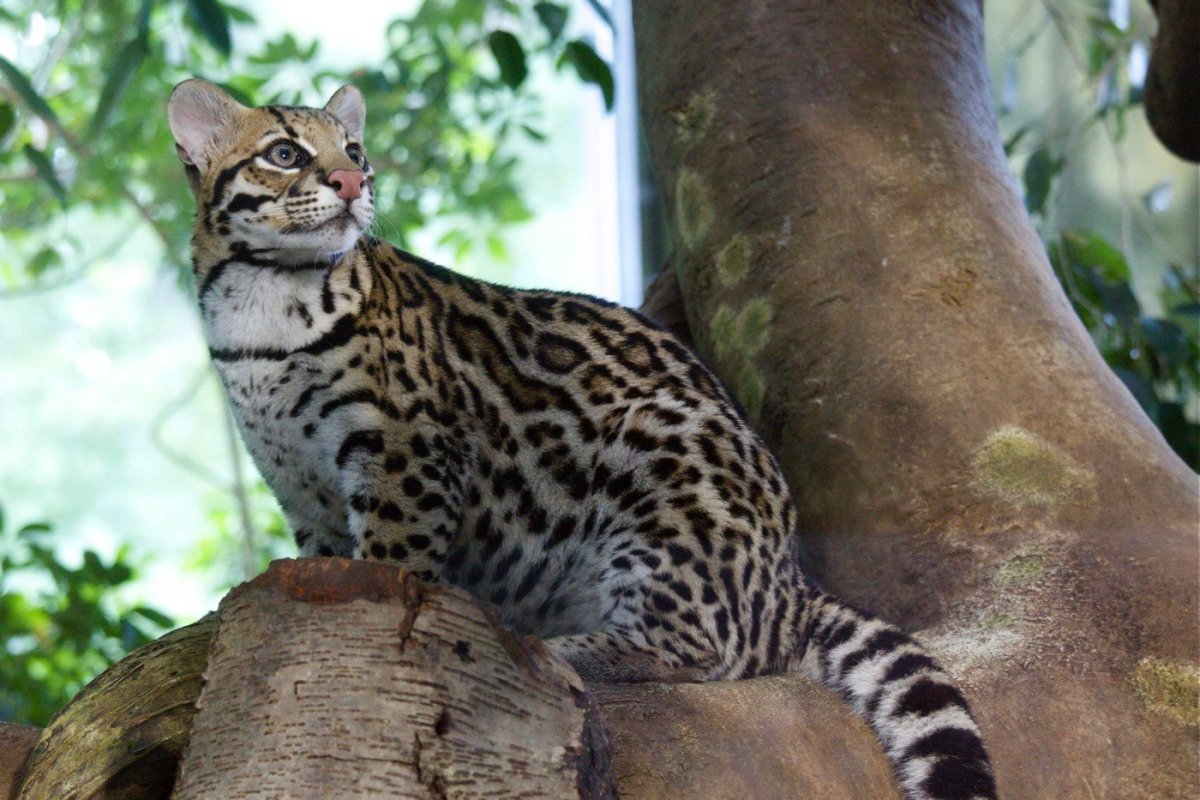 Бенгальский кот полосатый