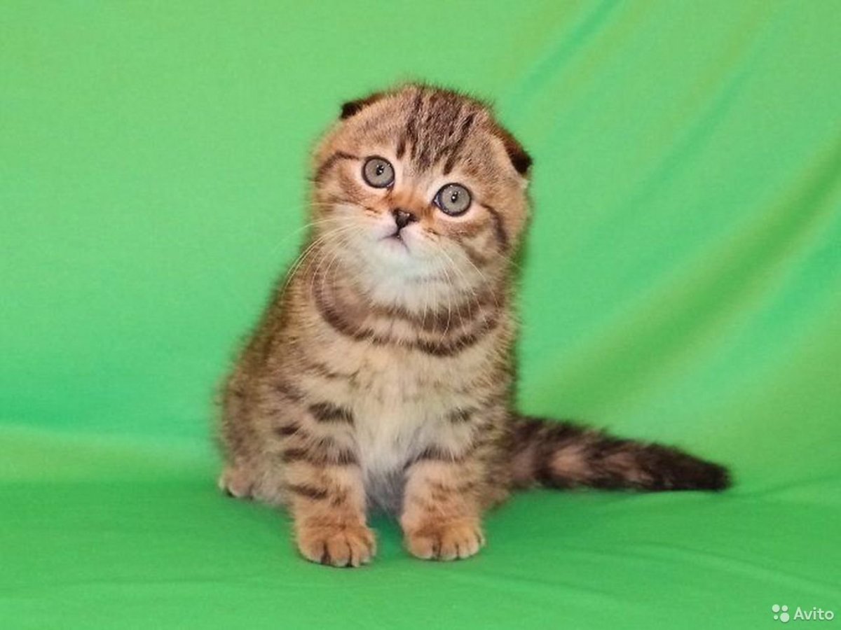 Шотландский скоттиш фолд тигровый