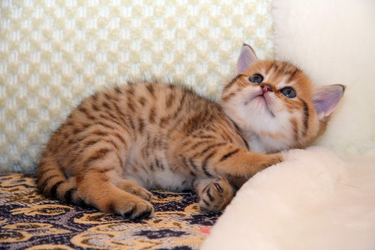 Бенгальская Британская кошка