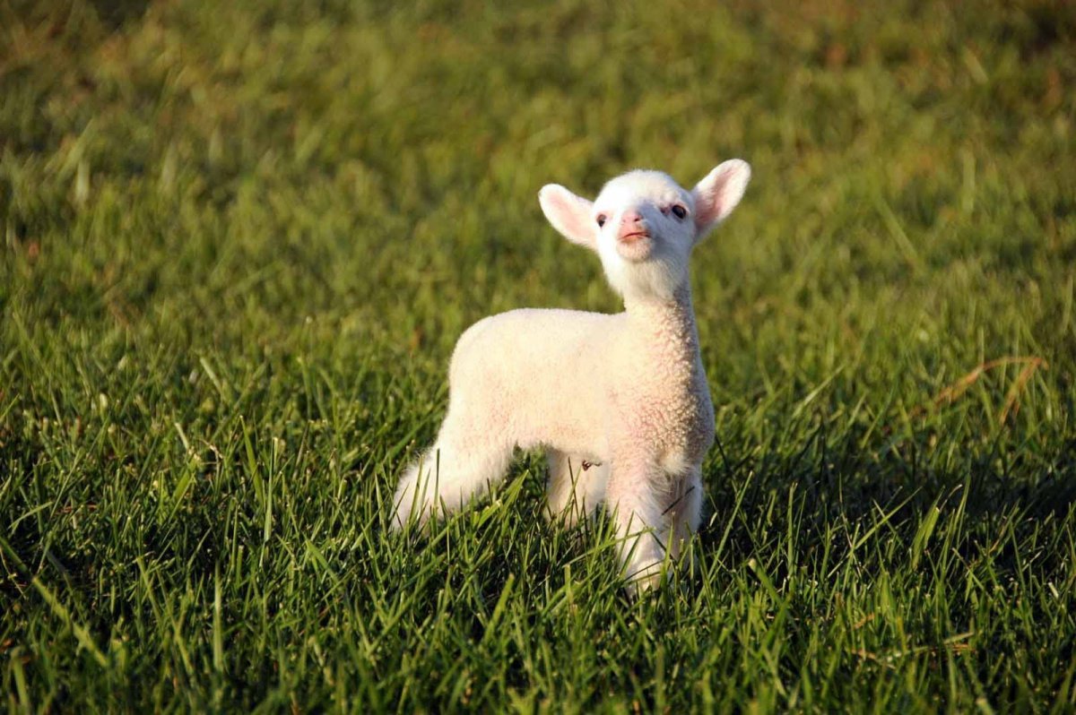 Коза белая с черными глазами