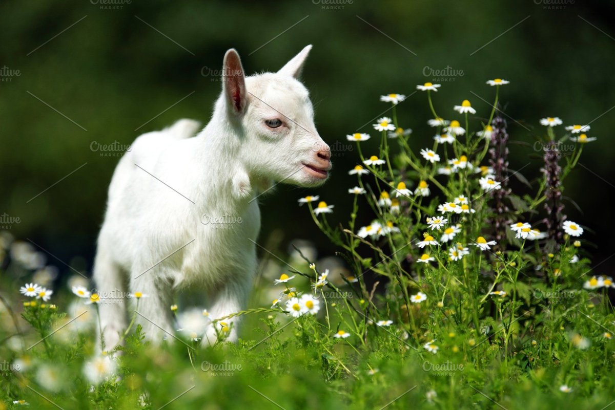 Козочка ест редиску