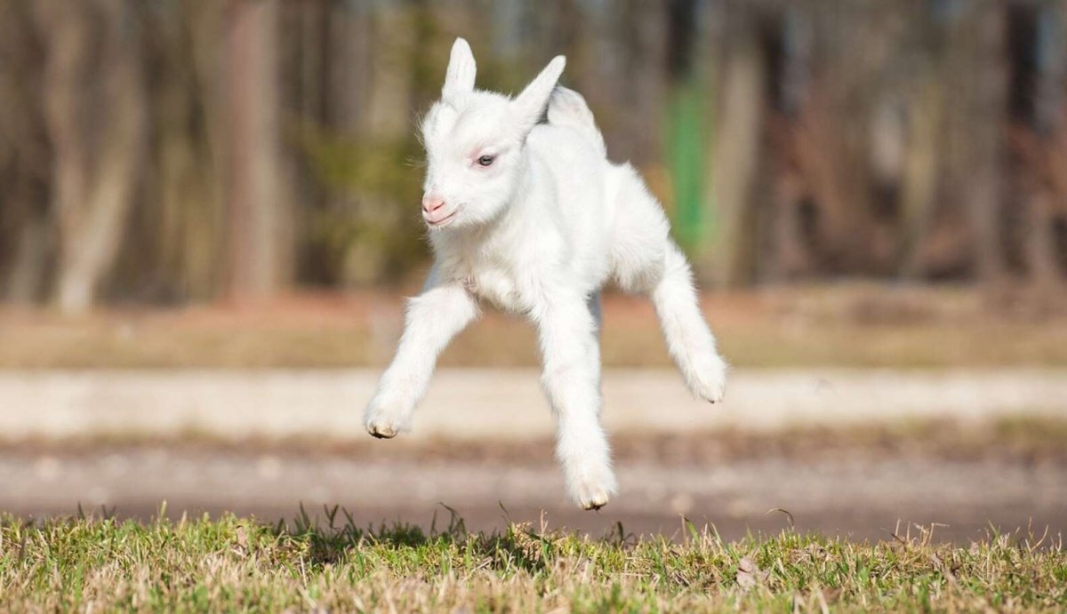 Новорожденный козлик