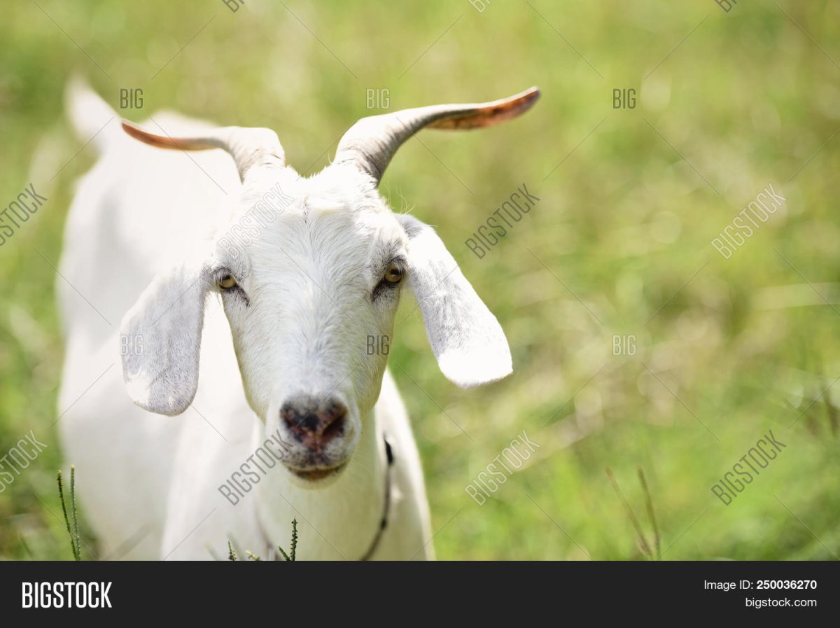 Маленькие ягнята