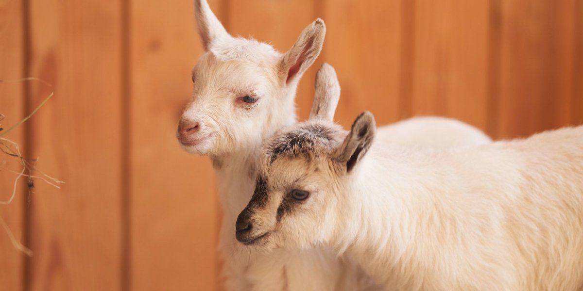 Домашние козлики маленькие