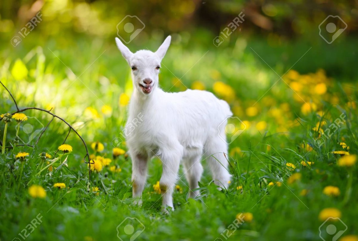 Белая милая коза