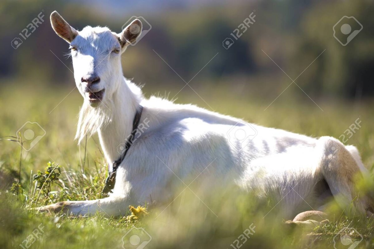 Белая Овечка