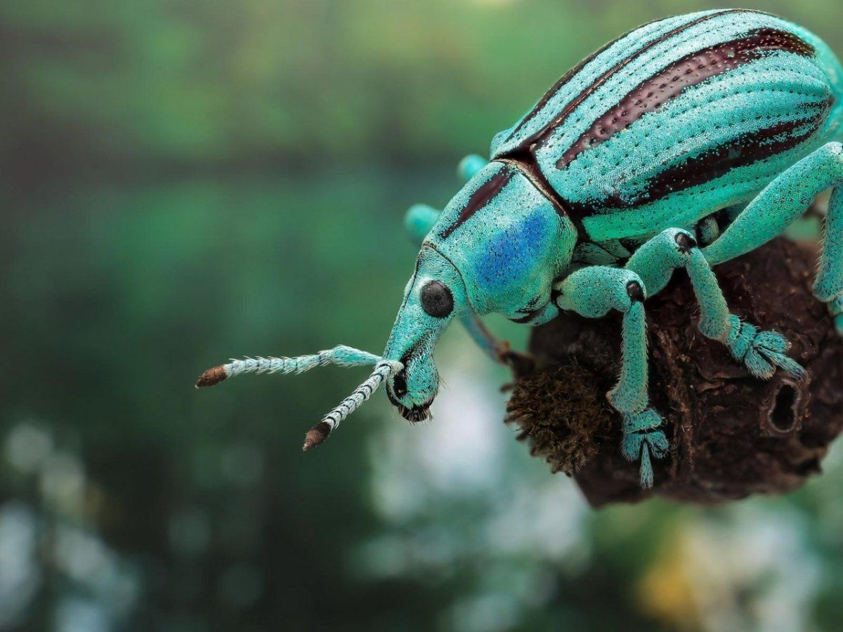 Эуфолюс великолепный Жук