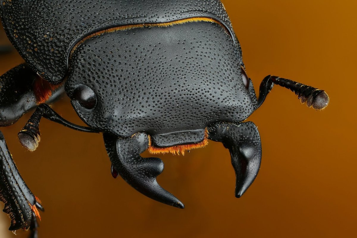 Наука о жуках