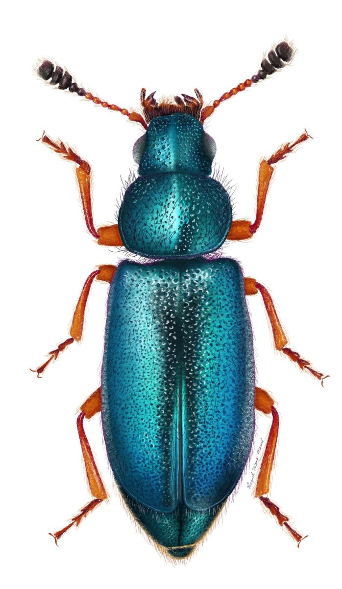 Атлас Жуков России-Euchirinae