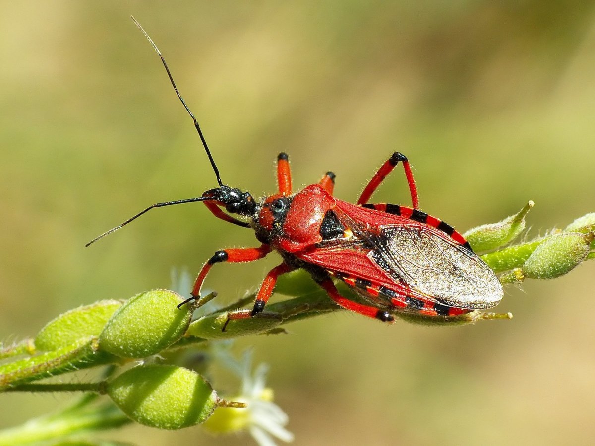 Клоп-хищнец Ринокорис
