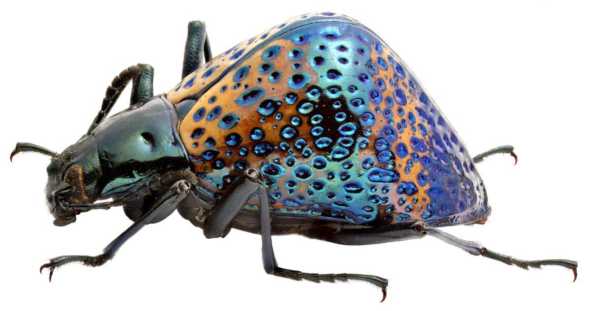 Жук деловик