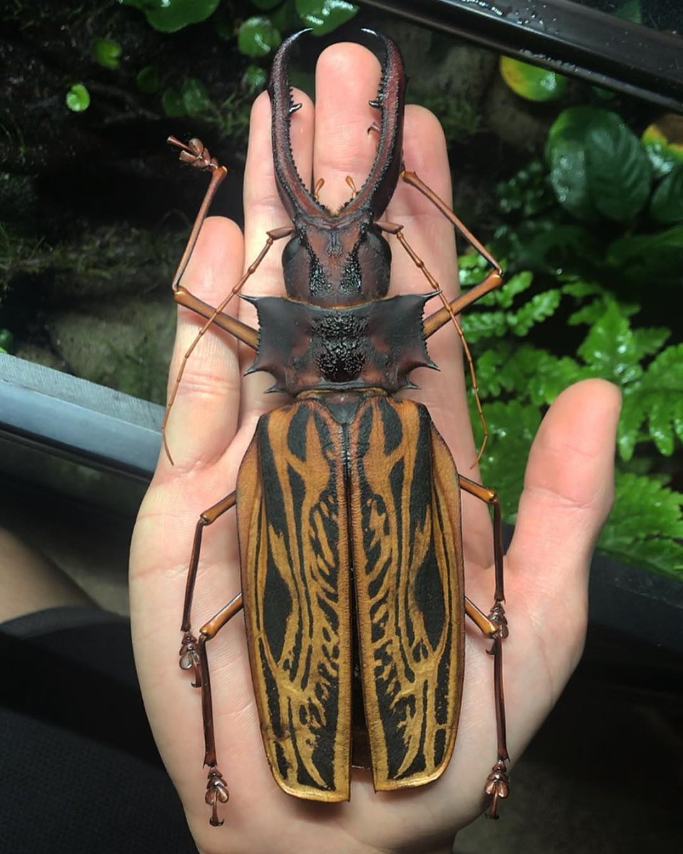 Жук дровосек Титан