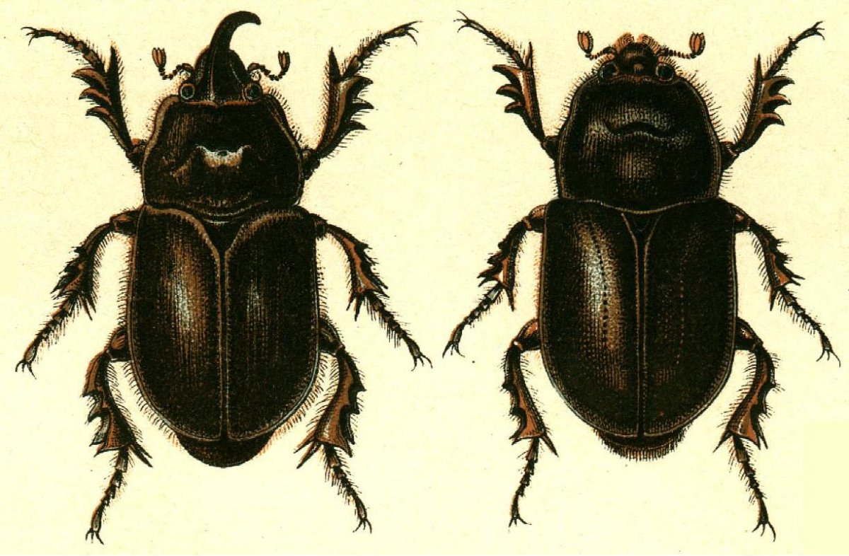 Oryctes nasicornis голова строение