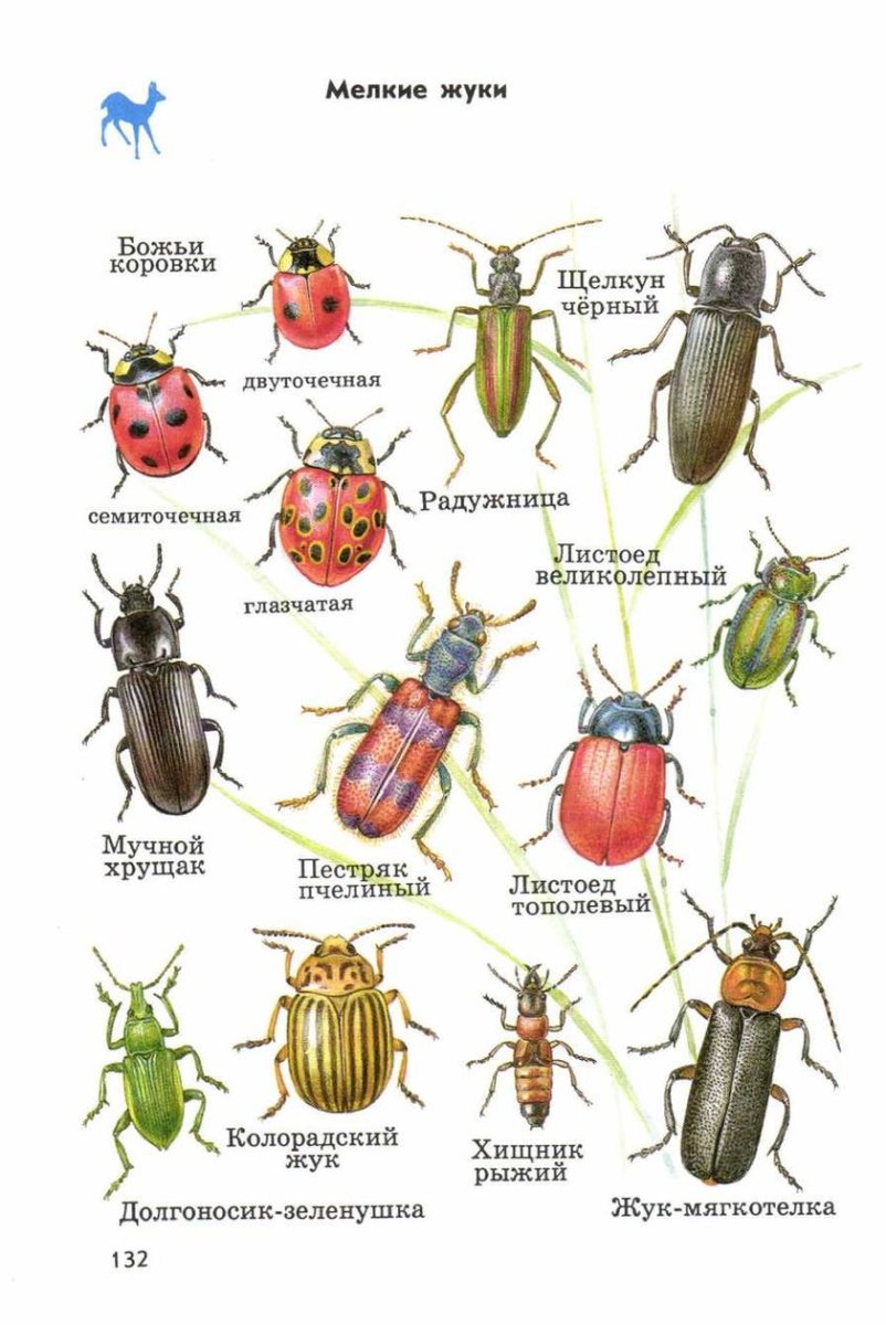 Атлас определитель Жуков окружающий мир