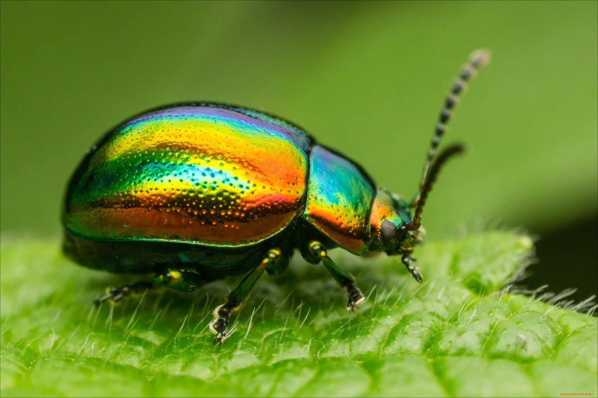 Жук злаковый Листоед