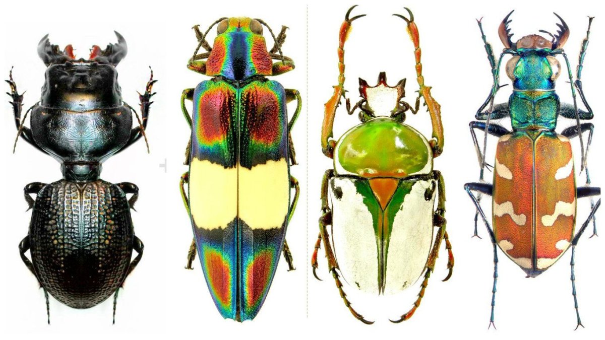 Разнообразные интересные жуки