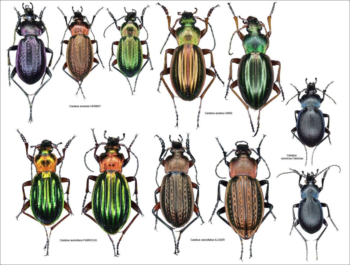 Куколка хлебной жужелицы