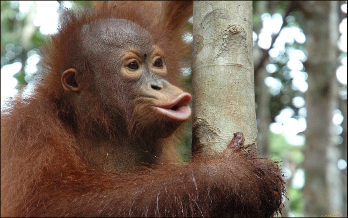 Обезьяна вытягивает губы