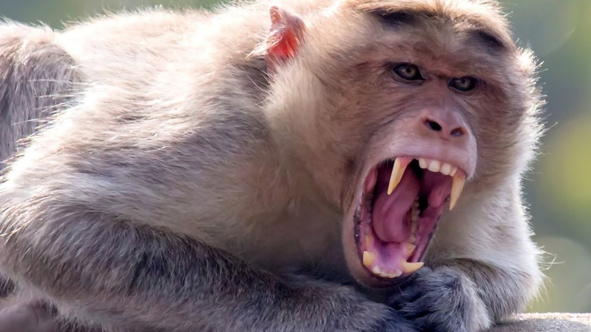 Злая обезьяна